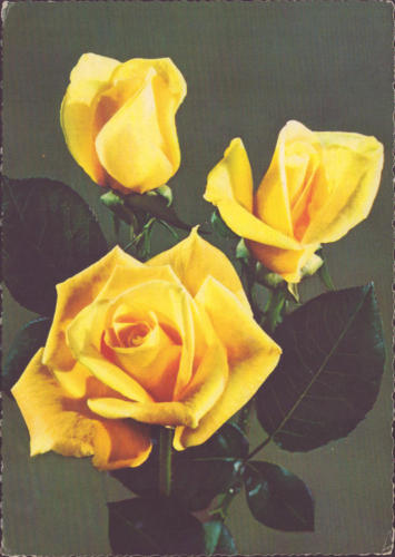 1963 (3)
