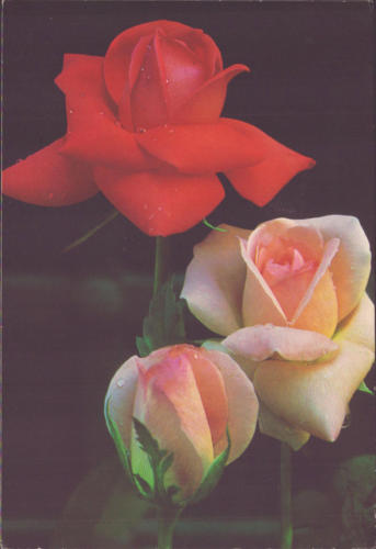 1976 (3)