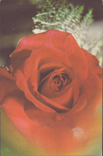 1977 (1)