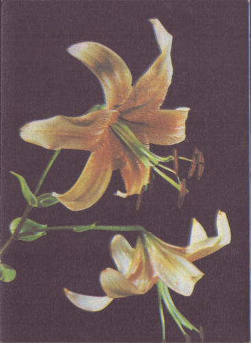 1982 (3)